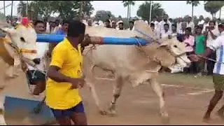 #AKHANDA MOVIE CLIMAX BULL |# T.S.R INFRA BULLS|#KOPURAVURU