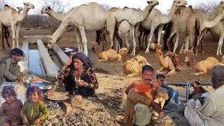Morning Routine of Camel people | Camel People Morning Routine in Desert | Skill Test