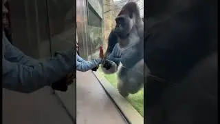 🦍gorilla #shocking #funny #life #animals #pets #videos