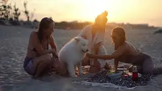 Pet stock videos | free animals stock video |  Animals videos| latest stock free video