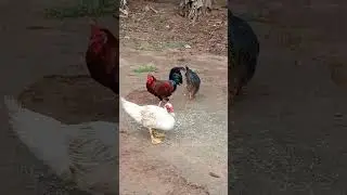WHERE DUCK IS THE KING