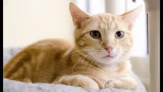 Kittens Cry For Help Inspires Heroic Response