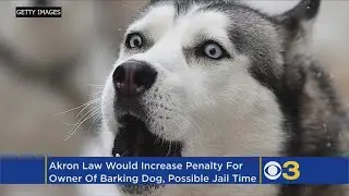 Town Debates Jail Time As Punishment For Breaking Dog Barking Laws