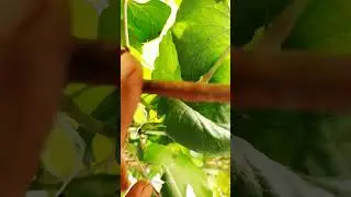Unorthodox but productive vine training and prunning technique