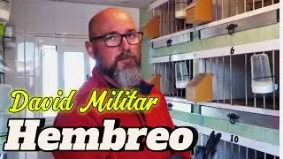 ESTE palomar Tiene IMPRESIONANTES palomos de HEMBREO!