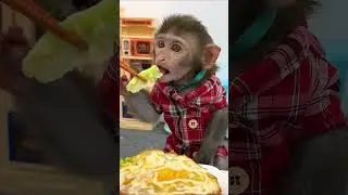 Baby monkey fried eggs very delicious #monkey