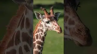 Giraffe Update
