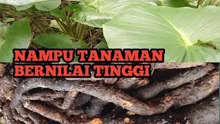 NAMPU TANAMAN LIAR BERNILAI TINGGI SEJUTA MANFAAT