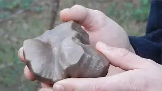 Air Potato Edible Dioscorea bulbifera!