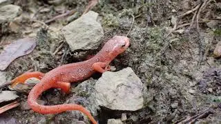 Eastern Newt Red Eft Stage