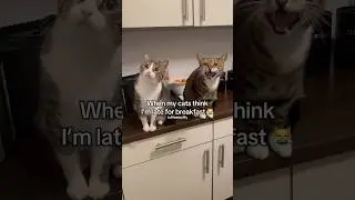 When my cats think I&rsquo;m late for breakfast 😹🍳🐶 #funnypets #cutepets #petshorts #breakfasttime