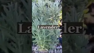 3 Herbs You Can Smoke #shorts #herbs