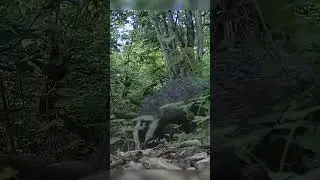 I #setup  an #animals  #photo  #trap  in the #forest   #badgers #69