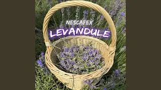 Levandule
