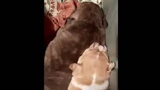 They can't  I can't  We can't #dbbkamp #abkcamericanbully #puppiesavailable 229-456-4444 