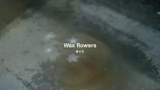 Looks Delicious! | Wax flowers