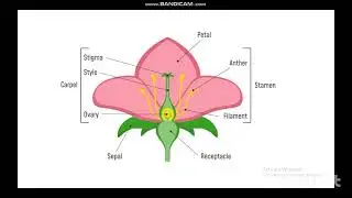 Horticulture Mcqs | Seed Certification| AO| ppsc| FPSC| KPPSC| MAHA | UAF