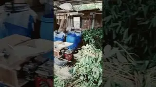 Today's goat feed stock #shortvideo #goat #shorts