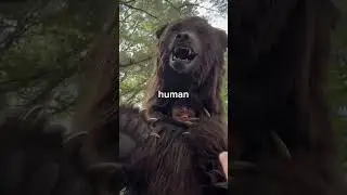 Mr beast Ginger bear #remixshorts #remixedit #remixvibes #remixedcontent #mrbeast #shorts