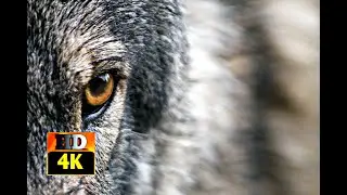 Wolf Video | Beautifull Wolf | 4K VIdeo | No Copyright