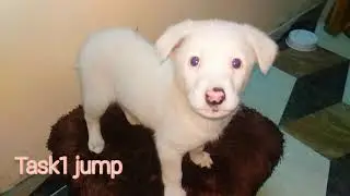 puppy first jump