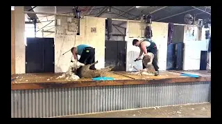 Our quickest shearing ever!