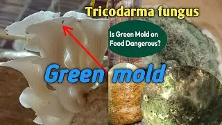 Green mold आने के कारण #greenmold#trichoderma#फंगस#bpchaudhari #एग्रीकल्चर#mushroomfarming#mushrooms