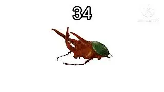 (Insect's Bug's Flying Number English 1-40 🦋🪰🕷️🐜🦗🐝🐝🐞🦂🦟🐛🪲🪱🐌🪳🦋🦋🦗🐝 K KINEMASTER)