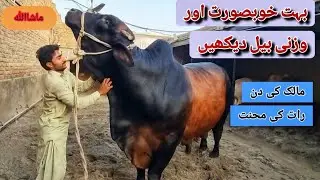 Biggest Beautiful Bull In Cattle Farm 2023 || Crescent Cattle Farm