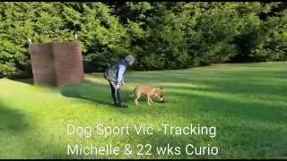 Melbourne Dog Sport Club - Tracking 22 weeks old with Michelle & Kris Kotsopoulos