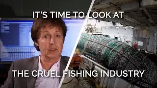 It's Time To Look At The Cruel Fishing Industry