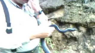 Drymarchon corais erebennus.mp4