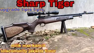Review Sharp Tiger long truglo upgrade tipis tipis milik mas kancit di jakarta timur ‼️‼️