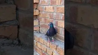 black qasid kabutar short video 🕊️😘 #pigeon #kabootar #kabutar #birds #kabootr #birds video 😘🥰😋😄