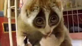 Милейшее создание © hardvideo