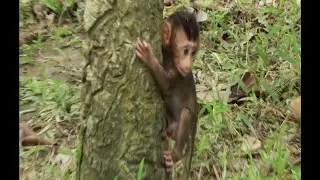 Mama Rose & Blacky Monkey Daily,How To See Monkey Rose Find A Flea for Blacky For Hours