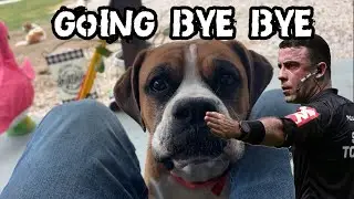Livestock Guardian Dog Barking Again