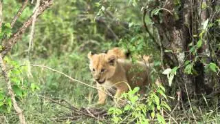 Lion Cubs Playing in Masai Mara