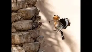 Rare footage of Madagascar hoopoe feeding baby (final parts).. watch till end