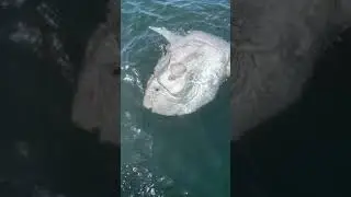 GIANT Mola Mola (Ocean Sunfish)in Newport Beach