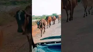 ye konsa gaon ka janwar h #shorts #short #youtubeshorts
