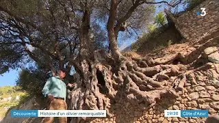 L'olivier millénaire de Roquebrune, le plus vieil arbre de France avec ses plus de 2000 ans
