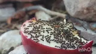 Big headed ants eating apple