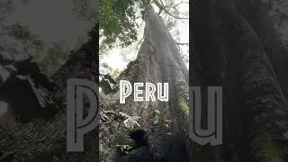 Peru 🇵🇪 - The Amazon (10)  #amazon #backpacking #rainforest