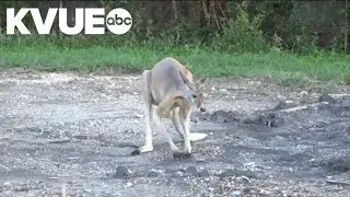 2 kangaroos escape from Waco Wildlife Rescue