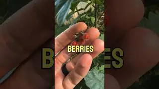 Why did I lick these?! #foraging #plantidentification #nature