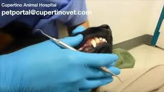 Anesthesia Free Dental Cleaning on Dog