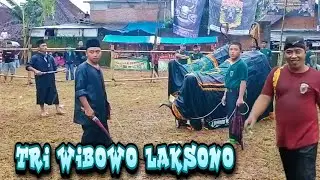 KALAPAN BANTENGAN TRI WIBOWO LAKSONO live Jl Madura Tambakasri Tajinan 