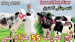Heifers for sale in Chakwal | LOWEST RATE | Top breed female calf | 