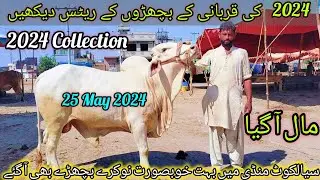 Sialkot Akbarabad Cow Mandi Latest Rates Update 2024 | Cow Mandi 2024 | #NukryBachry #AblakBachry